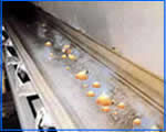 Burning resistant conveyor belt
